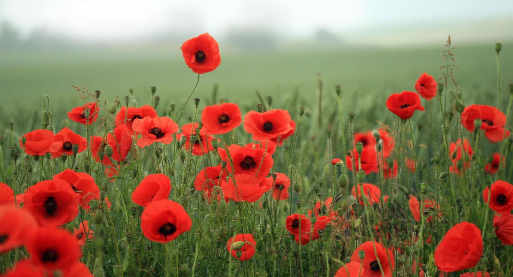 Services of Remembrance for Armistice Day 2018