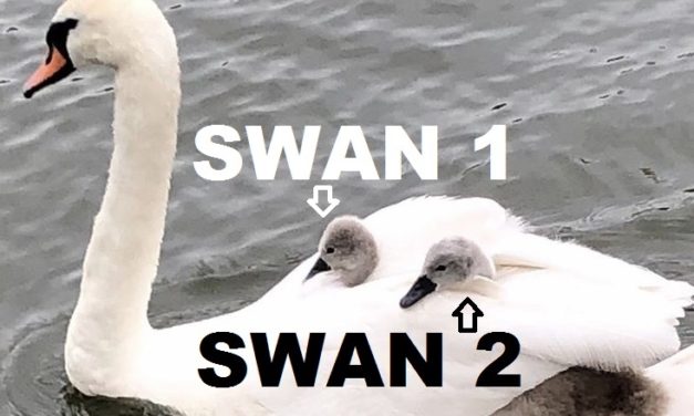 Name those swans… Our cygnet-ture attractions