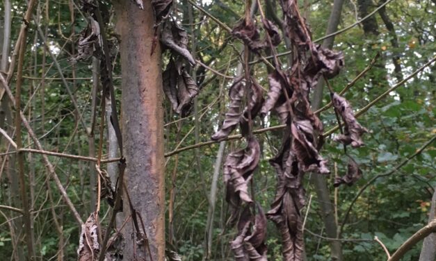 Haltons fights back against deadly tree disease