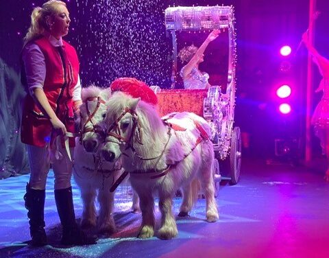 Panto ponies are ‘mane’ attraction