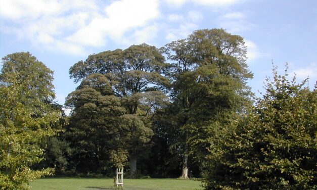 Third planting year for Big Halton Forest