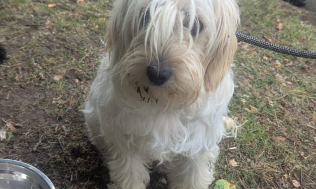Investigation into deaths of two dogs in Runcorn