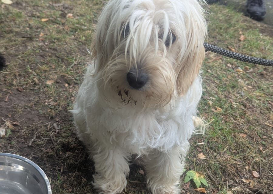 Investigation into deaths of two dogs in Runcorn