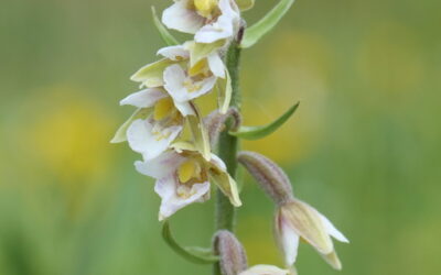 Join the hunt for helleborines in Halton this summer