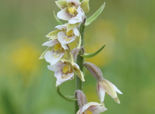Join the hunt for helleborines in Halton this summer