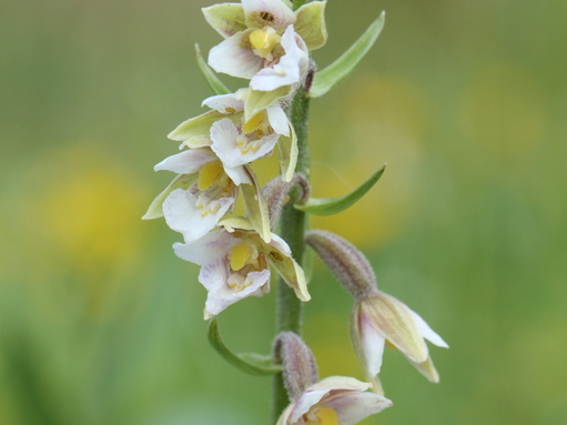 Join the hunt for helleborines in Halton this summer