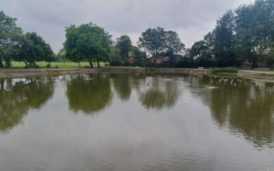 Runcorn Hill Park Pond Update from Halton Borough Council