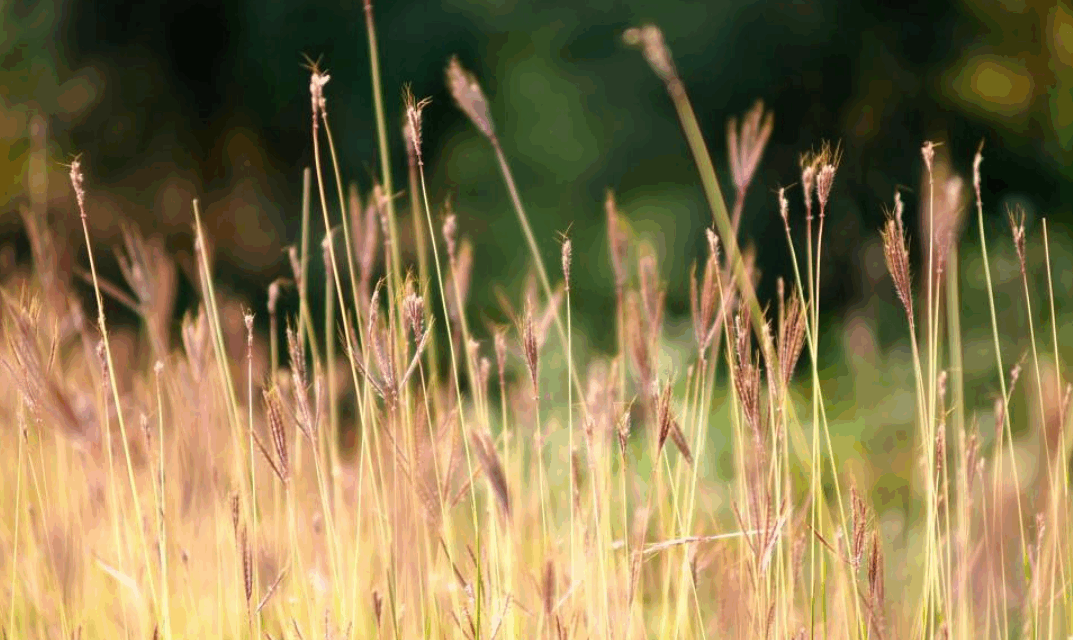 Halton Cemetery Becomes Nature Habitat