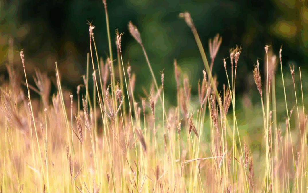 Insect Week on Spike Island