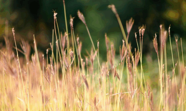 Halton Cemetery Becomes Nature Habitat