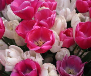 It’s show time for Widnes Horticultural Society
