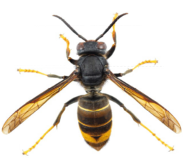 Help us spot yellow-legged hornet buzzing around Runcorn