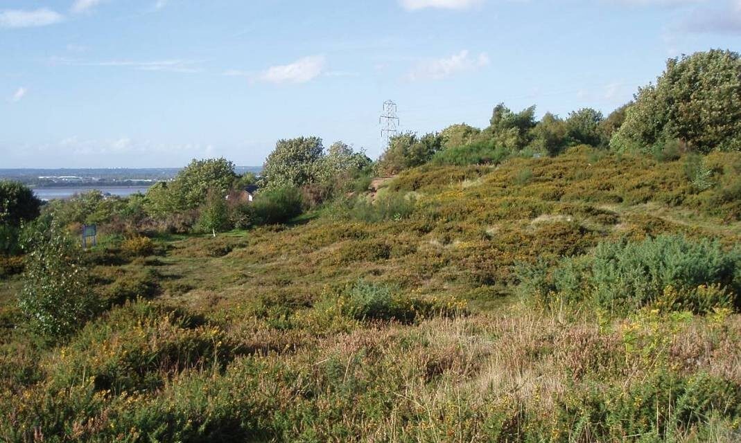 Bringing heathland habitat back to full health
