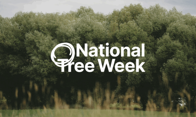National Tree Week in Halton