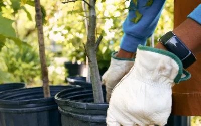 Council recognised for growing commitment to trees