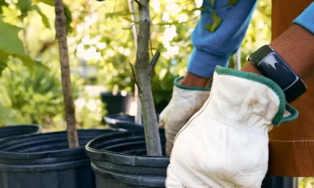 Council recognised for growing commitment to trees