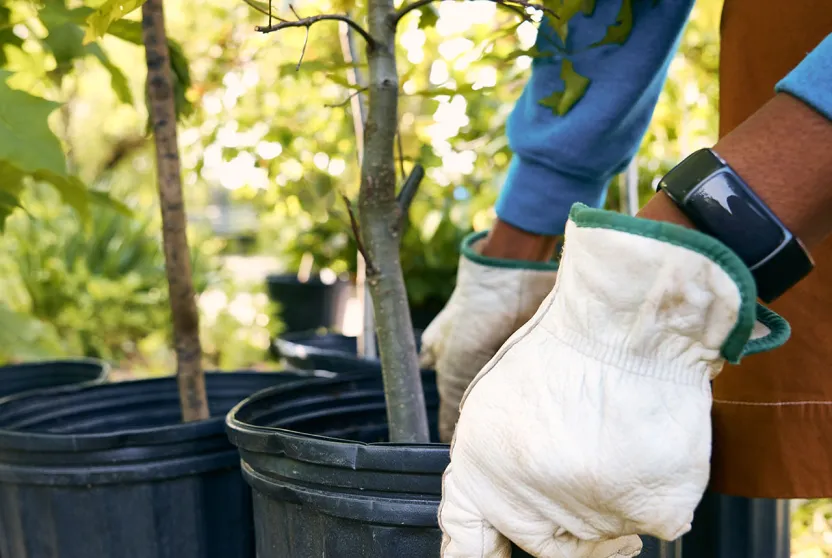 Council recognised for growing commitment to trees